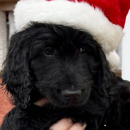 Linus - Black Goldendoodle puppy in Hamilton, Alabama from Breedadoodle