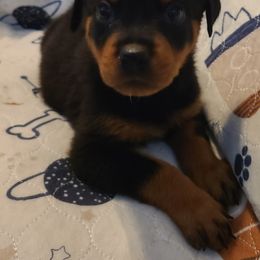 Rottweiler Puppies from Guardian Angel Rottweiler