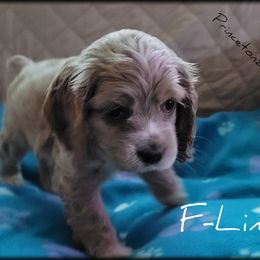 Cocker Spaniel Puppies from -PrincetonzSpanielz-