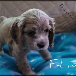 Cocker Spaniel Puppies from -PrincetonzSpanielz-