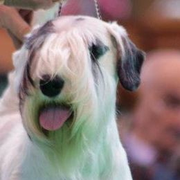 Sealyham Terriers from Thunder Rd