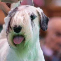 Sealyham Terriers from Thunder Rd
