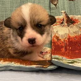 Truffle - Red male Pembroke Welsh Corgi puppy in Griffin, Georgia from Rollnoaks & Cottontail AKC Pembroke Welsh Corgis