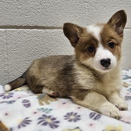 Linda - Red female Pembroke Welsh Corgi puppy in Castle Rock, Washington from Heckman Corgis