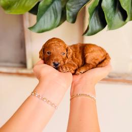 Pearl - Red  female Goldendoodle puppy in Elizabethtown, Kentucky from Reddy Poodles & Doodles