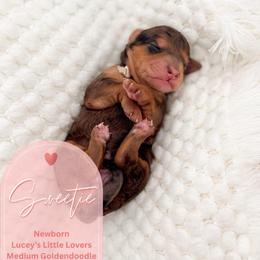 Sweetie - Merle female Goldendoodle puppy in California City, California from Summer Sun Doodles