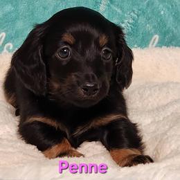 Penne - Black and tan female Dachshund puppy in Mount Sherman, Kentucky from Kaleidoscope Dachshunds and Whippets