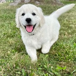Golden Retriever and Labrador Retriever Puppies from Golden Bundles
