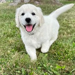 Golden Retriever and Labrador Retriever Puppies from Golden Bundles