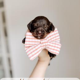 Martha's Vineyard - Chocolate female Australian Labradoodle puppy in Syracuse, Indiana from The Doodle Cove