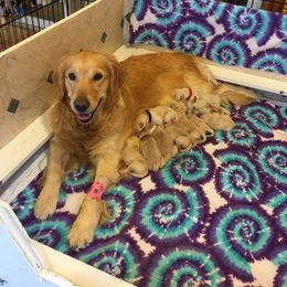 Golden Retriever Puppies from Penny Dreps