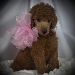 Poodle Puppies from Prissy Pants Poodles LLC