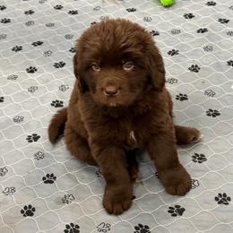 Dora - Brown female Newfoundland puppy in Goodhue, Minnesota from Claypits Newfoundlands