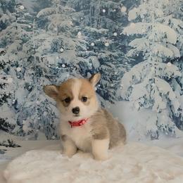 Mr. Perry Red Collar - Sable male Pembroke Welsh Corgi puppy in Grass Valley, California from Triple M Ranch Corgi's