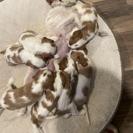 Cavalier King Charles Spaniel Puppies from Mia Loves Kingston Cavaliers