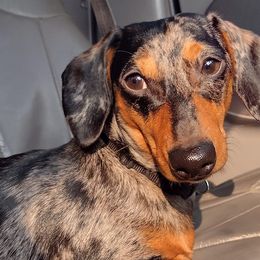 Dachshunds from Kelsey Farm