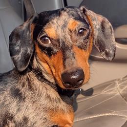 Dachshunds from Kelsey Farm