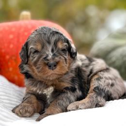 Dasher (Blue) - Merle male Bernedoodle puppy in Highland, Utah from Angel Pups Deluxe