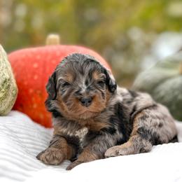 Dasher (Blue) - Merle male Bernedoodle puppy in Highland, Utah from Angel Pups Deluxe