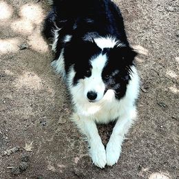 Jonesy - Border Collie