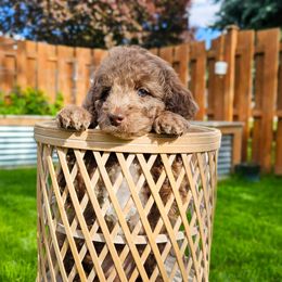 Hank Williams - Merle male Cockapoo puppy in Moses Lake, Washington from Macy Meadows Doodles