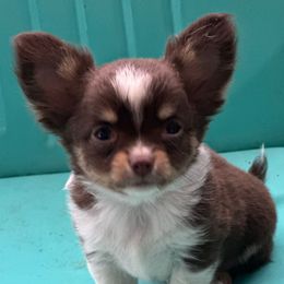 Charlie Brown - Chocolate and tan male Chihuahua puppy in Northboro, Iowa from So Sweet Chihuahuas