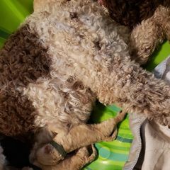 Double Doodle Puppies from Tonya Dale