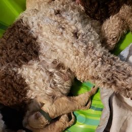 Double Doodle Puppies from Tonya Dale