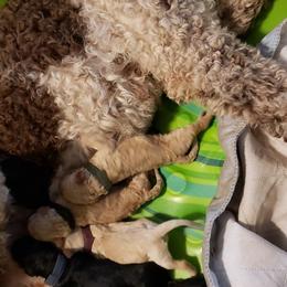 Double Doodle Puppies from Tonya Dale