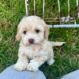 Flopsy - Buff and white female Cockapoo puppy in Rolla, Missouri from Diamond K