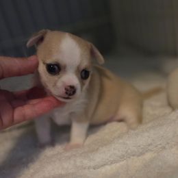 CH Flip daughter - Fawn and white female Chihuahua puppy in Cape Coral, Florida from Inspired Chihuahuas
