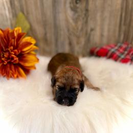 Rudy - Wheaten male Whoodle puppy in Merritt, Michigan from Genesis Family Farm