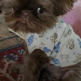 Shih Tzus from River Hill Shih Tzu