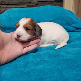 Dachshund Puppies from Grecian Kennel