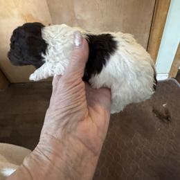 Brownie - Parti female Poodle puppy in Canterbury, Connecticut from Diamonds in the Sky