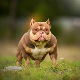 Diva - American Bully