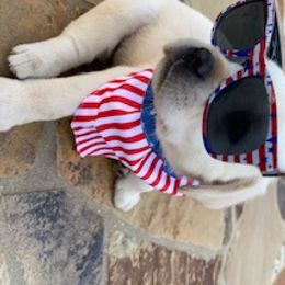 Labrador Retriever Puppies from Saddle Creek English Labradors