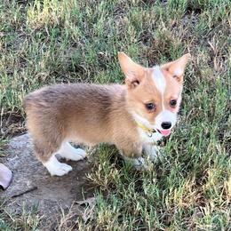 Yula - AKC - Red female Pembroke Welsh Corgi puppy in Millsap, Texas from BJ's Blessings