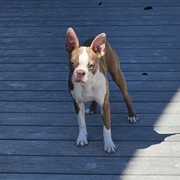 Purple collar Girl- Violet - Seal and white female Boston Terrier puppy in Versailles, Indiana from Benhams Bostons