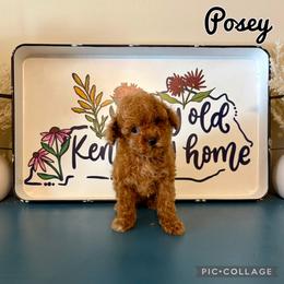 Posey - Red  female Poodle puppy in Morehead, Kentucky from Paw Perfect Pets