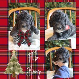 Dasher - Black male Whoodle puppy in Smallett, Missouri from Leshas Whoodles