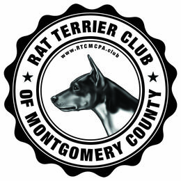 Rat Terrier Puppies from River Ridge Rat Terriers