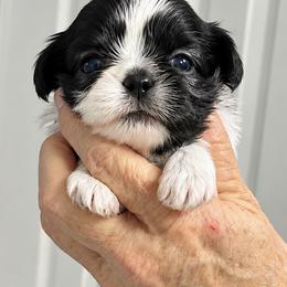 Mercy - Black and white female Shih Tzu puppy in Tallahassee, Florida from Bows and Bow Ties