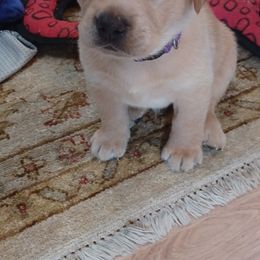 Labrador Retriever Puppies from Rocky Point Labradors