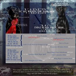 Labrador Retriever puppies from APEX Sport Dogs