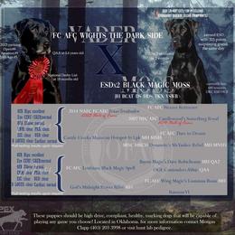 Labrador Retriever puppies from APEX Sport Dogs