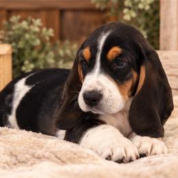 Purple - Black white and brown female Basset Hound puppy in Fayetteville, Tennessee from Southern Town Hounds