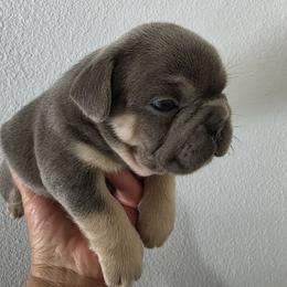 Boy 1 - Blue male French Bulldog puppy in Grand Junction, Colorado from Elisabeth's Frenchies