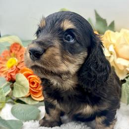 Flick - Black and cream male Dachshund puppy in Exeter, California from Sawtooth Miniature Dachshunds