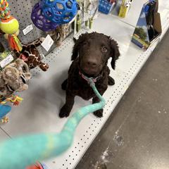 Curly-Coated Retriever Puppies from Betacoil Curly Coated Retrievers
